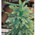 Pepita VRP Quality 3D Lifelike Caucasian Artificial Spruce 1m